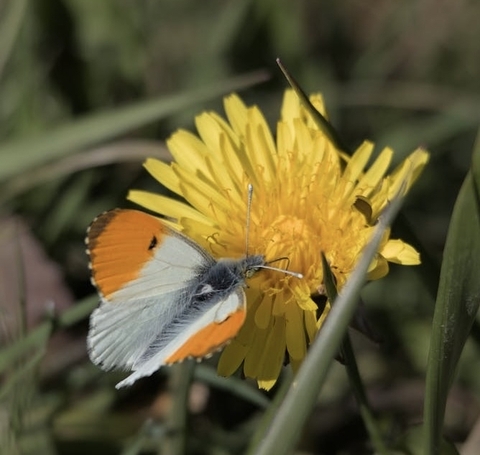 petal, arthropod wallpapers