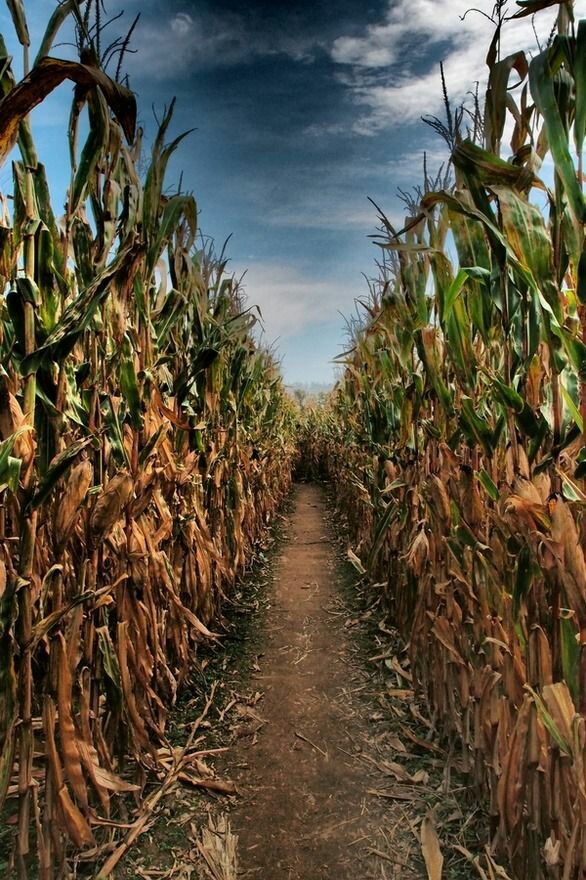 corn field