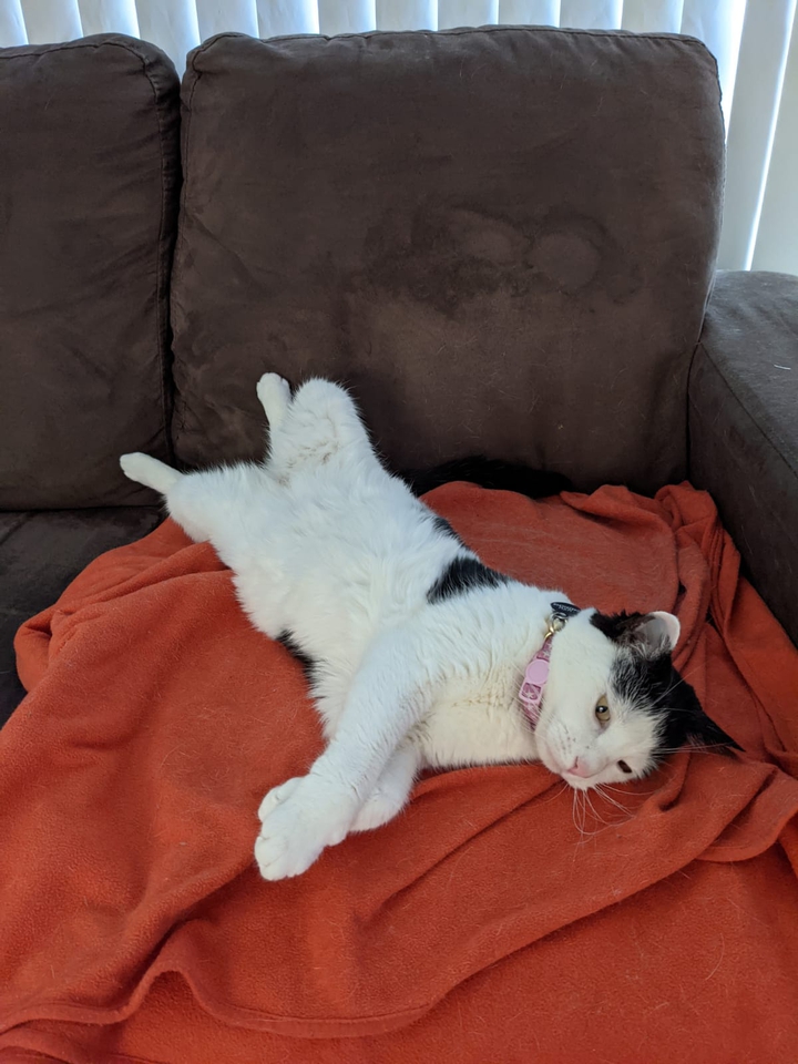 As lazy as I cat