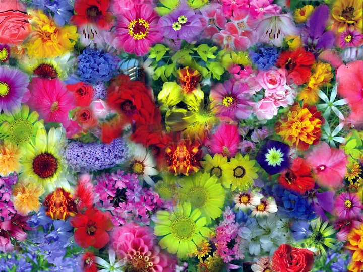 blossom