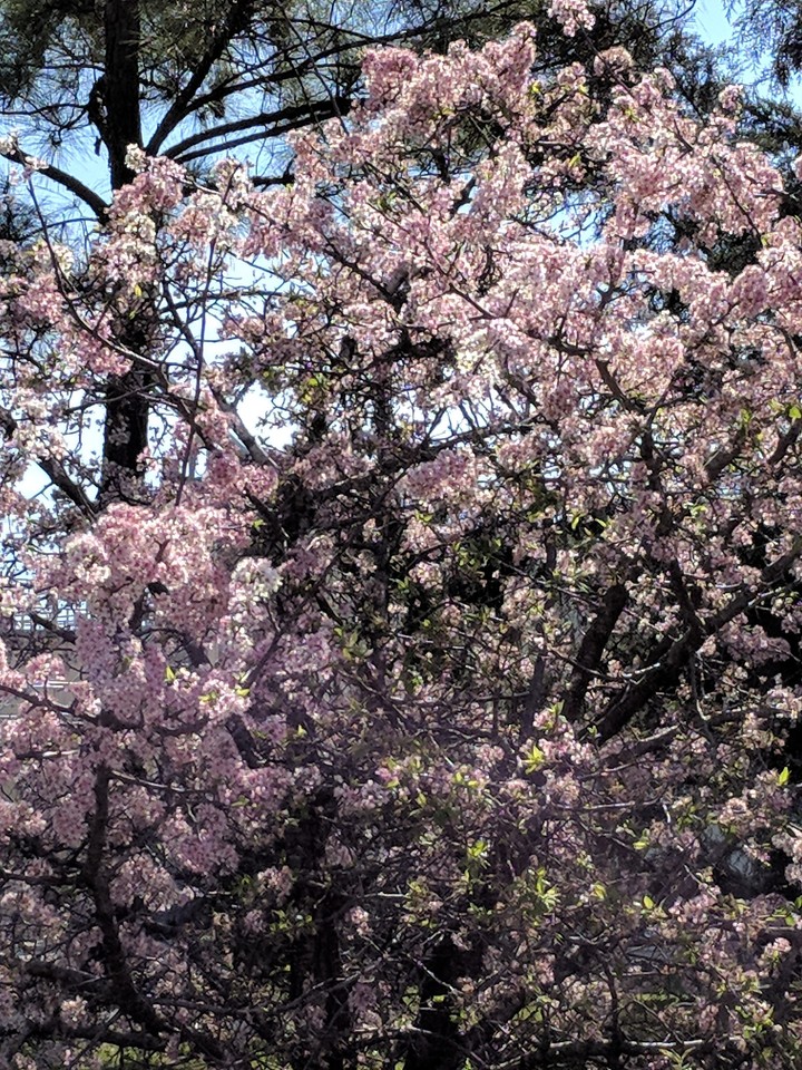 spring time
