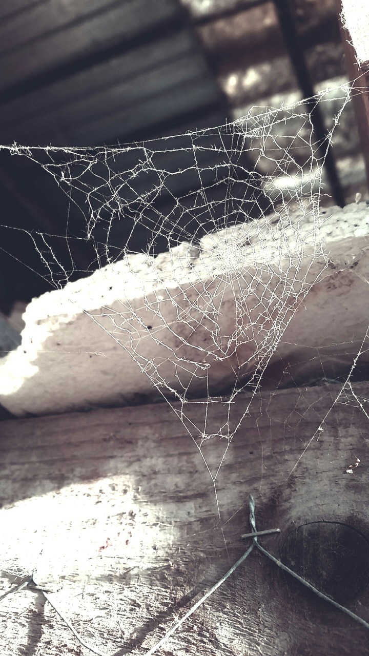 Cobweb.