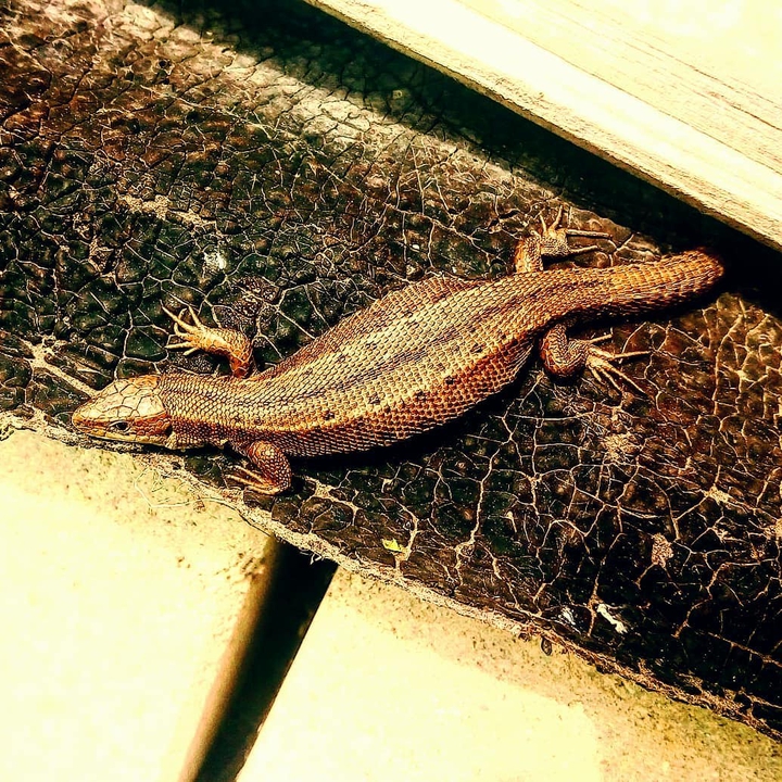Lizard basks in the sunlight