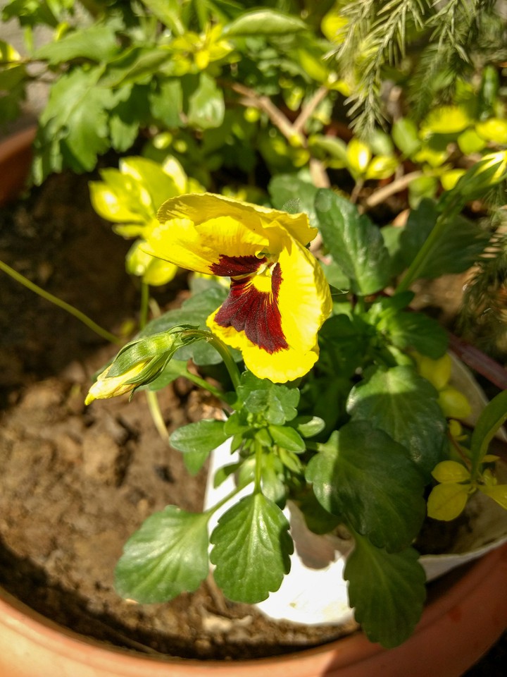 Yellow_Pansy_Flower