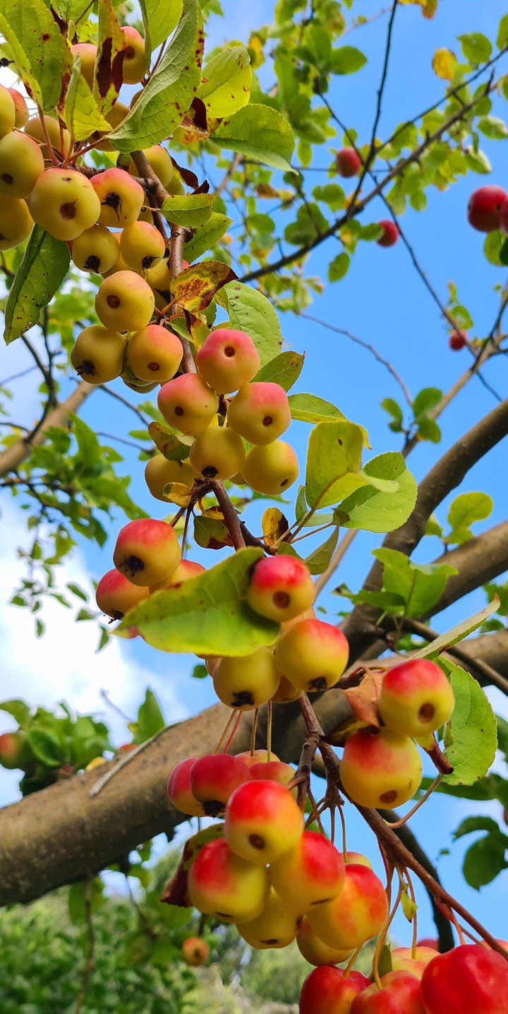 Äpfel