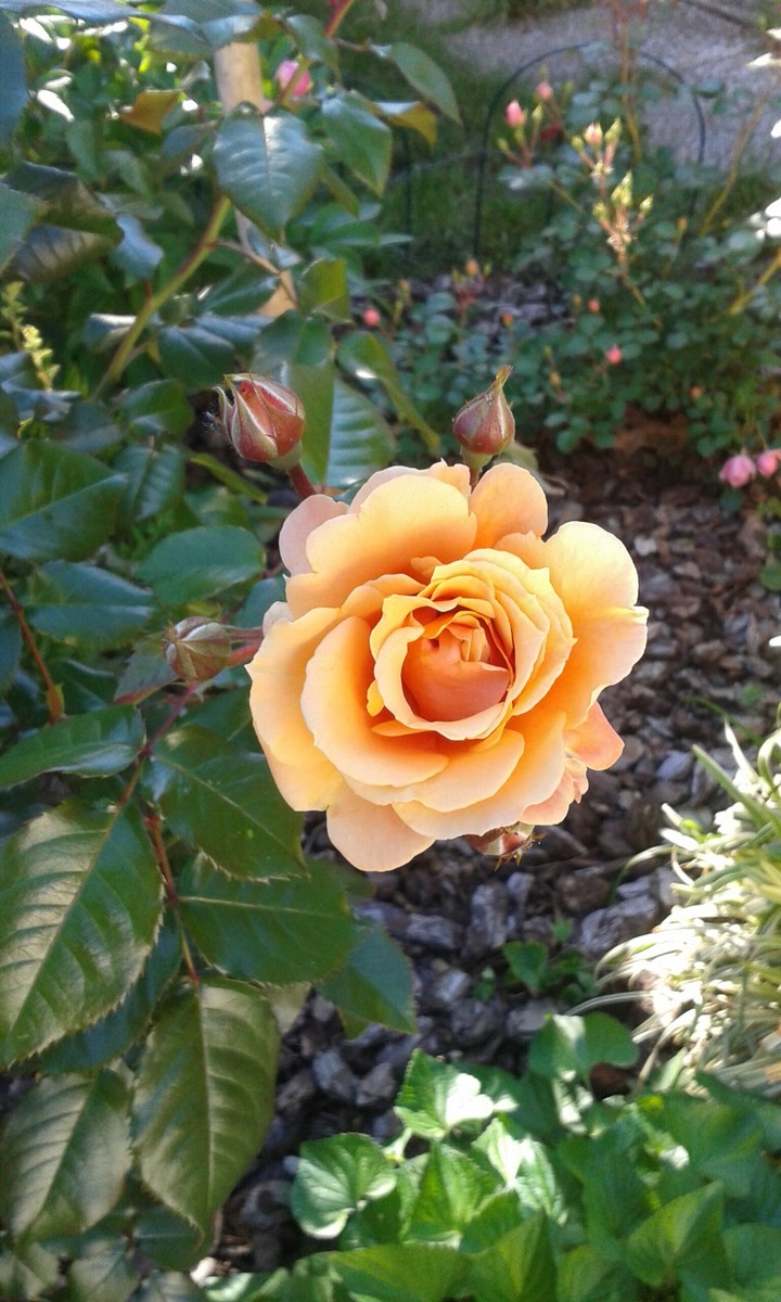 rosa incantata