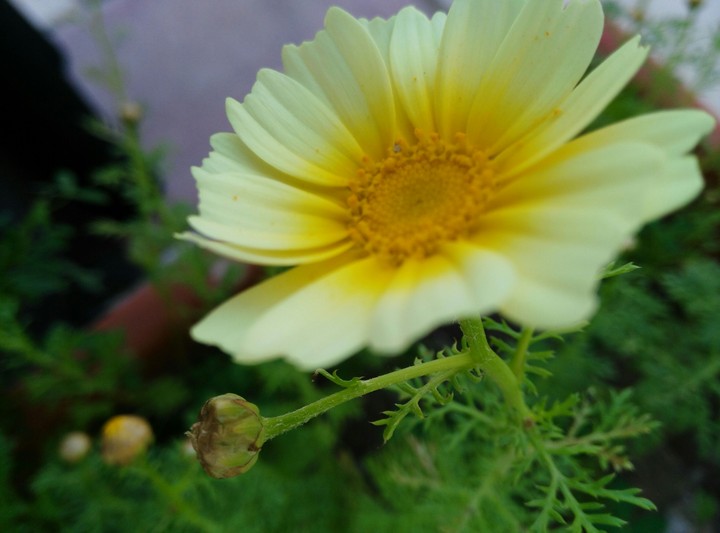 flower