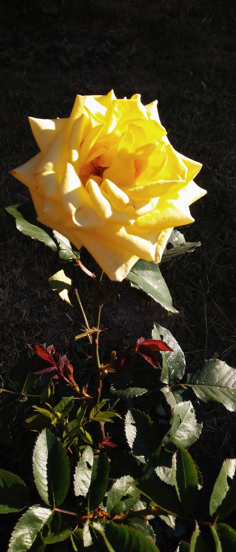 Rose