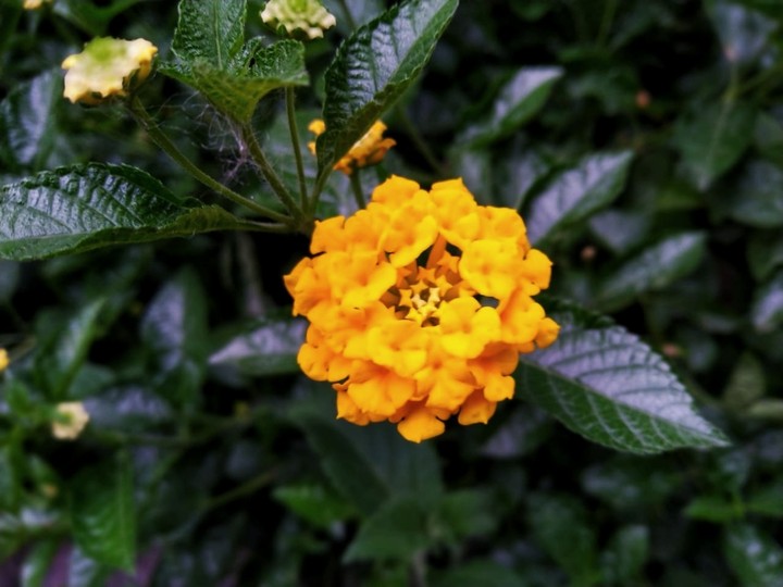 Found her after rain....