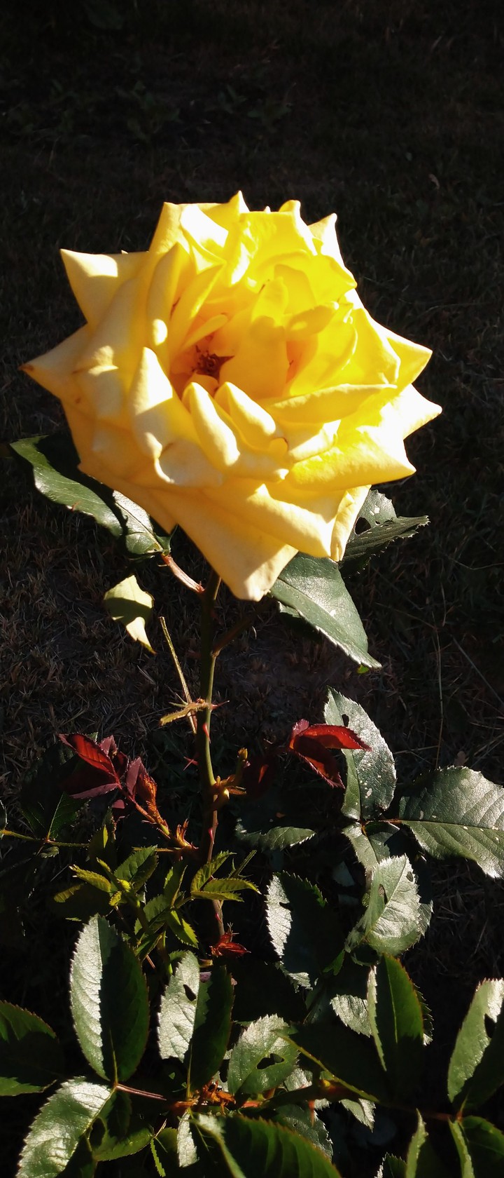 Rose