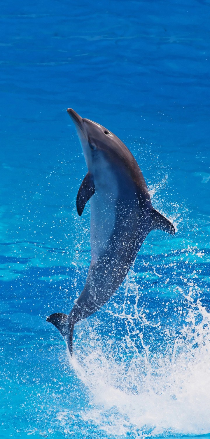 dolphin