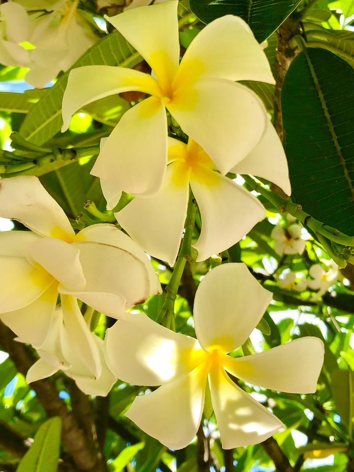 Árbol de Flor Plumeria