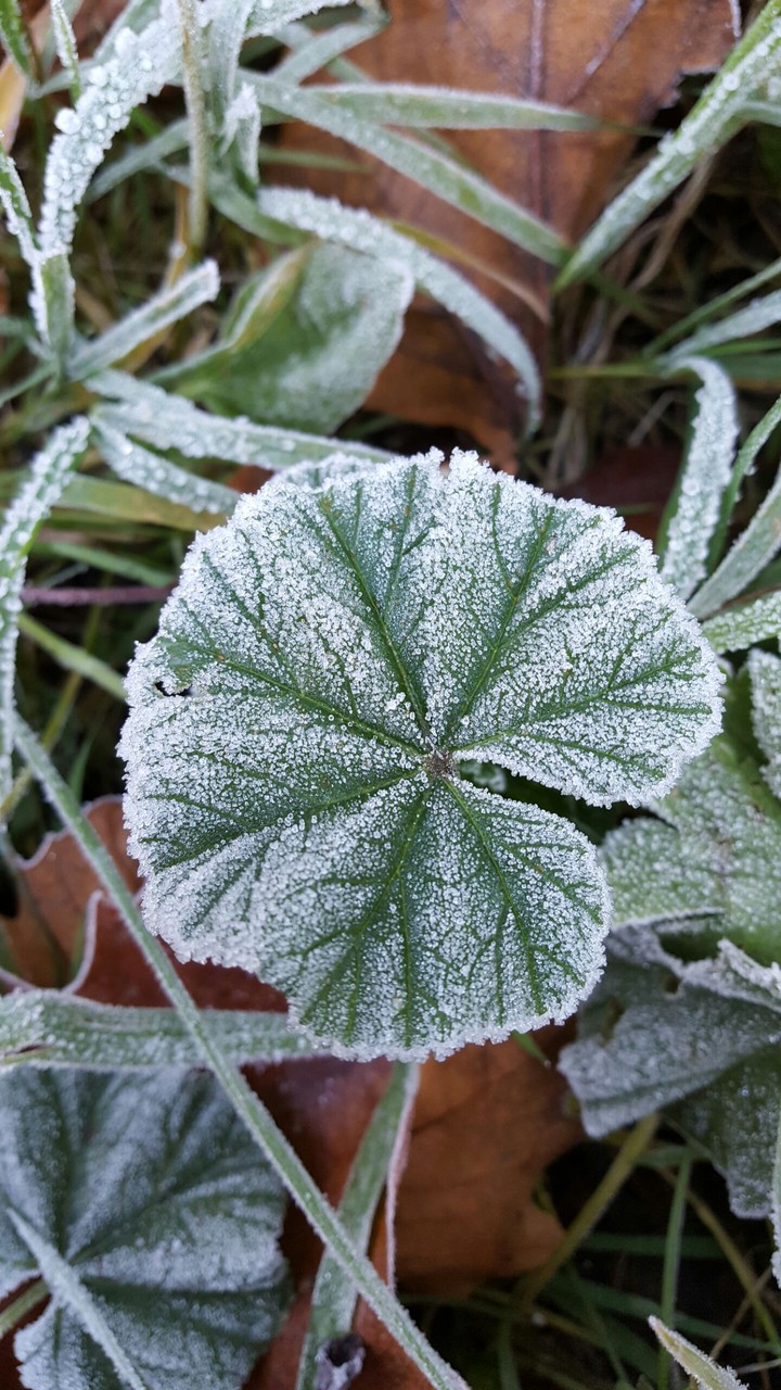 leaf