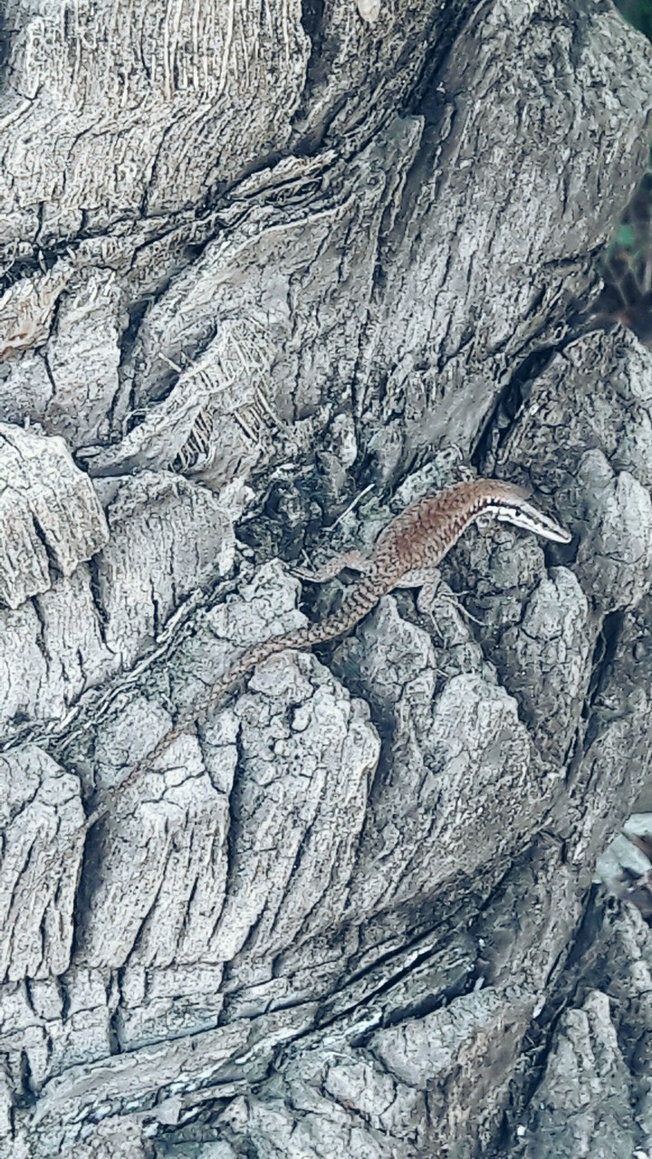 Lizard