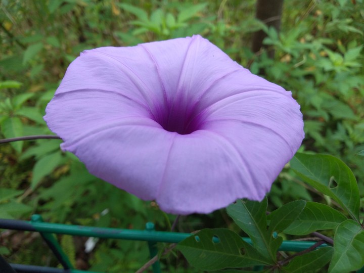 purple