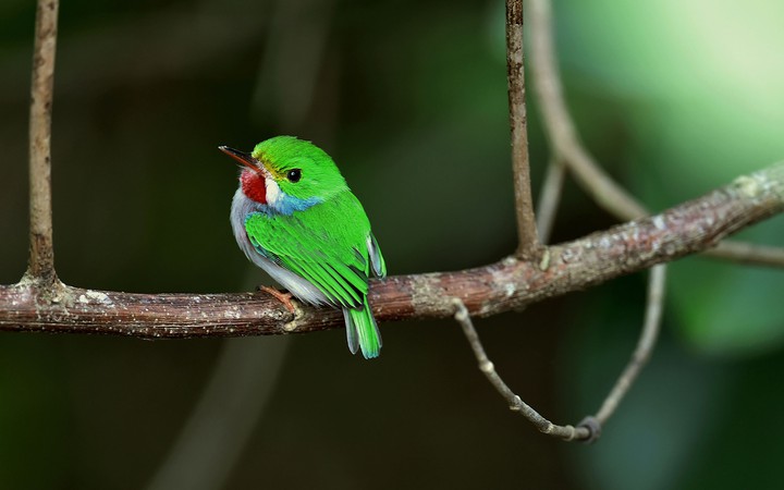 bird