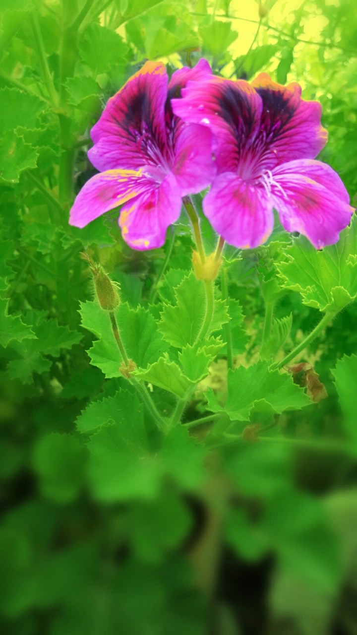 flowers