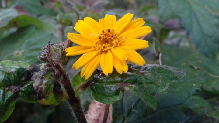 My little yellow dream