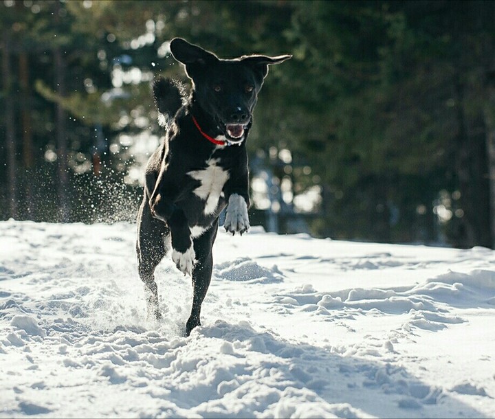 Dogs