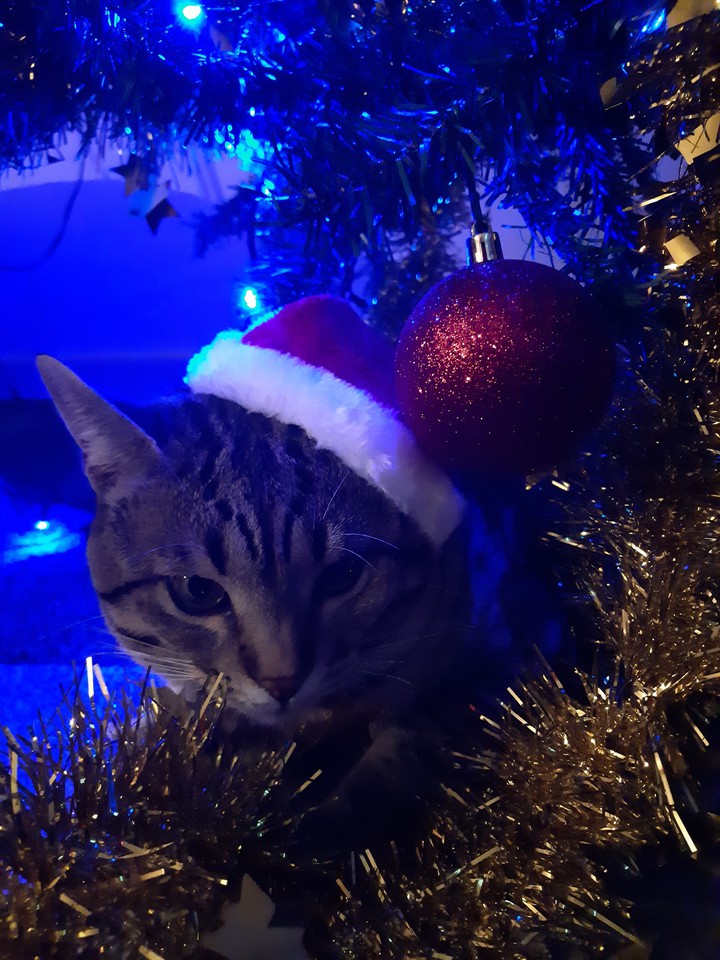 Merry Christmas