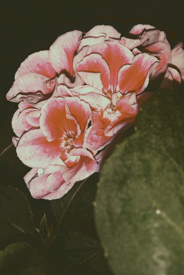My Flower