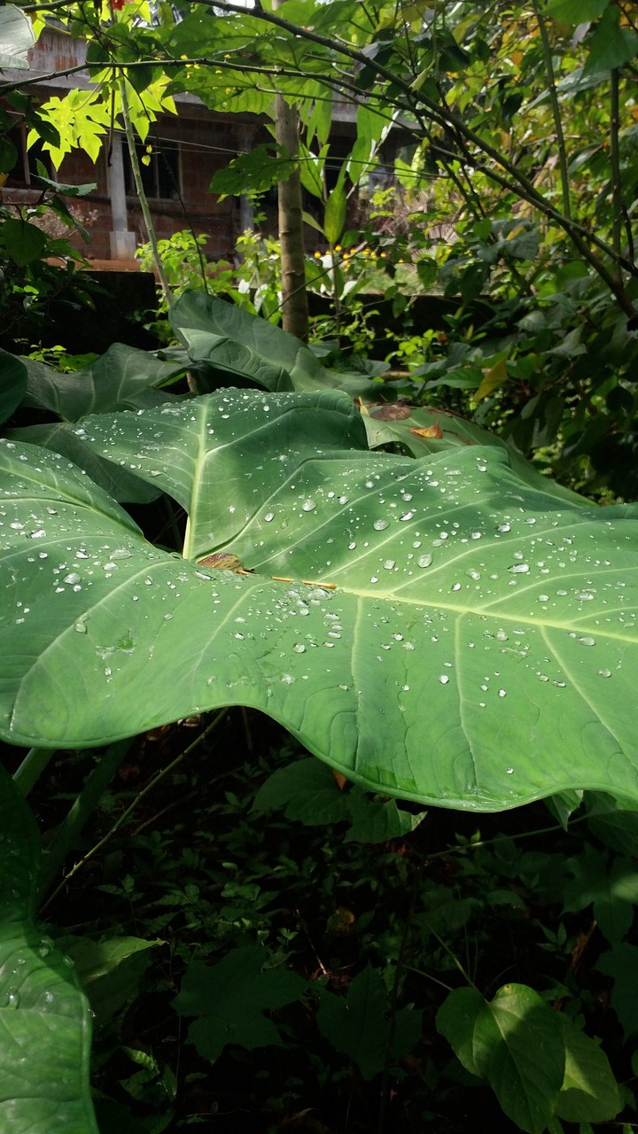 dew_drops