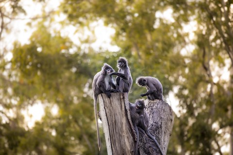 шпалери macaque, wildlife