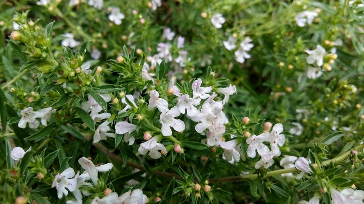 Bohnenkraut