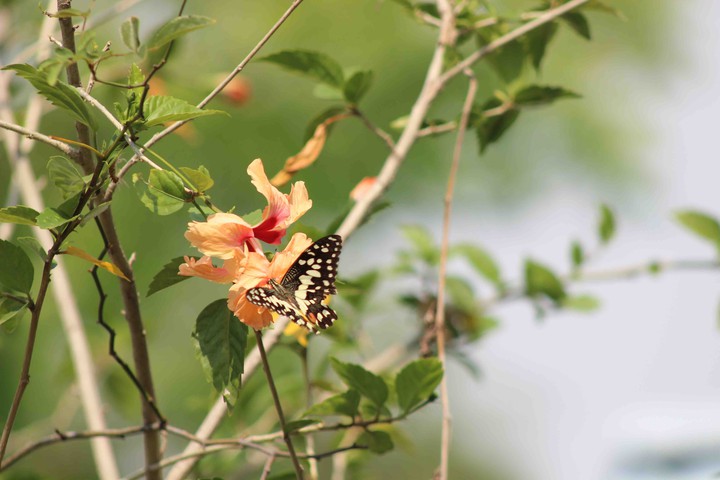 flower and butterflies