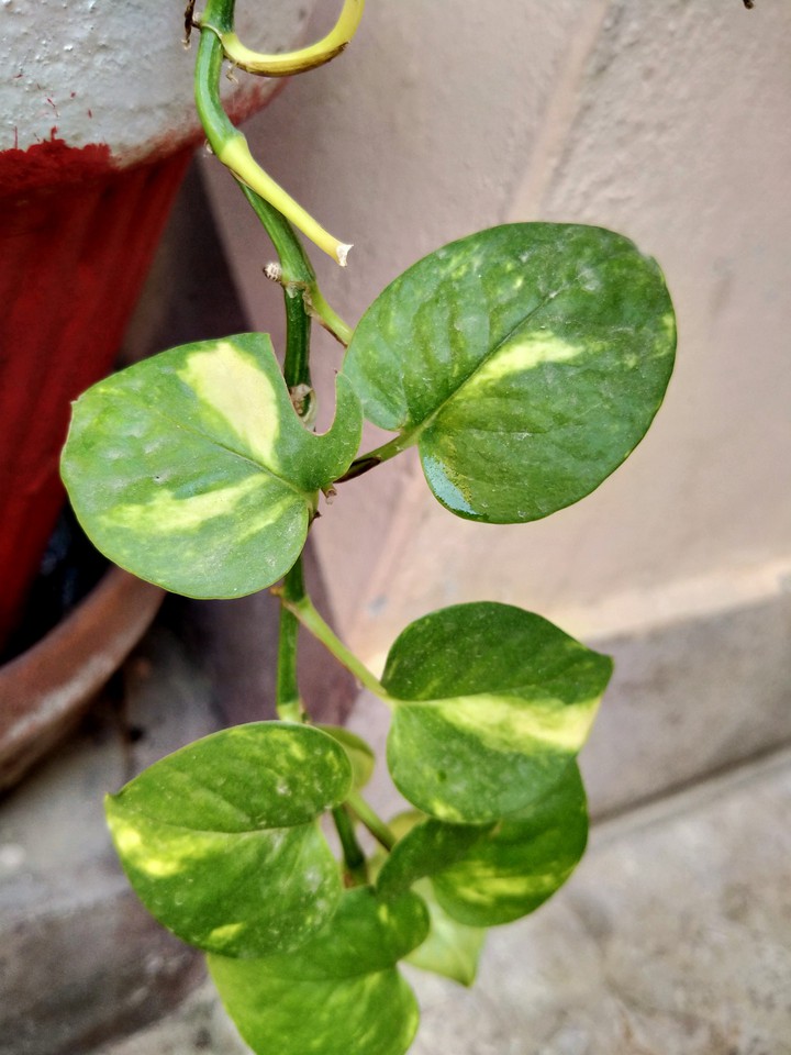 Green leaves