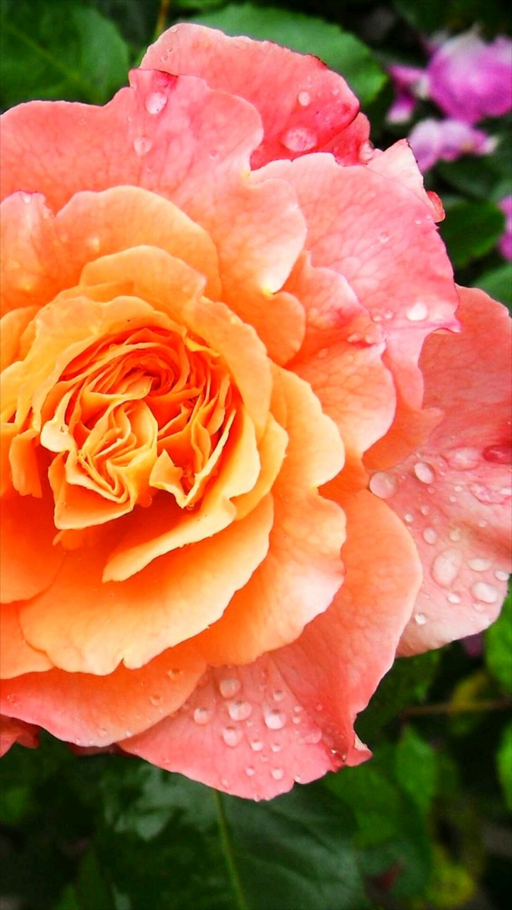 HD pure Rose