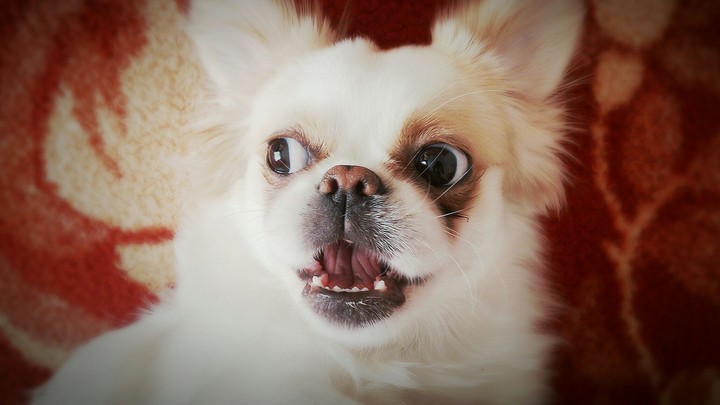 Bella...
