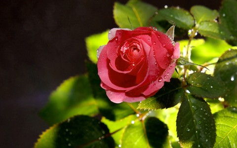 nature, beautiful duvar kağıtları