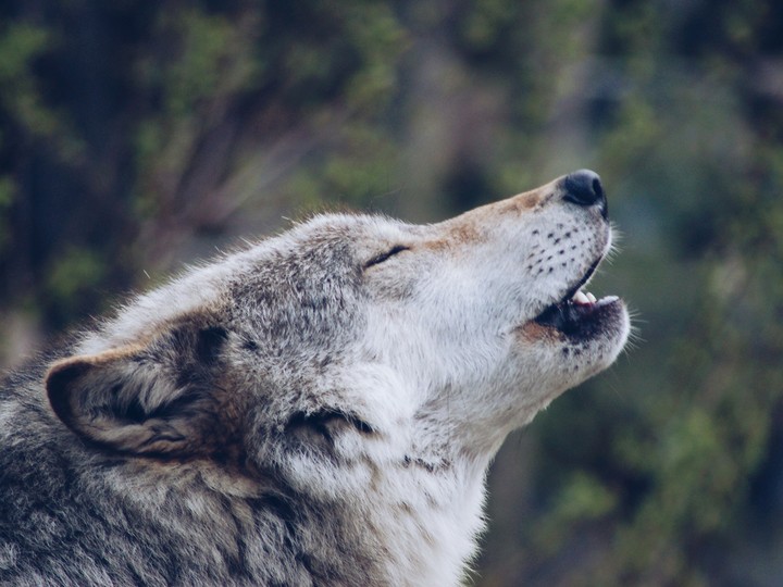 wolf