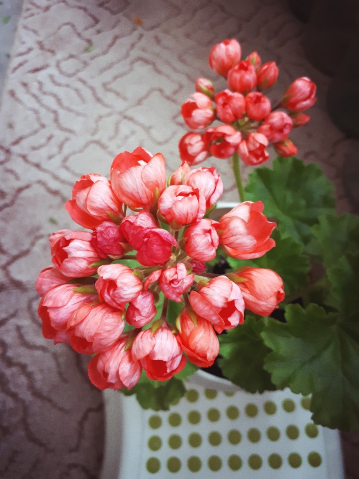 пеларгония