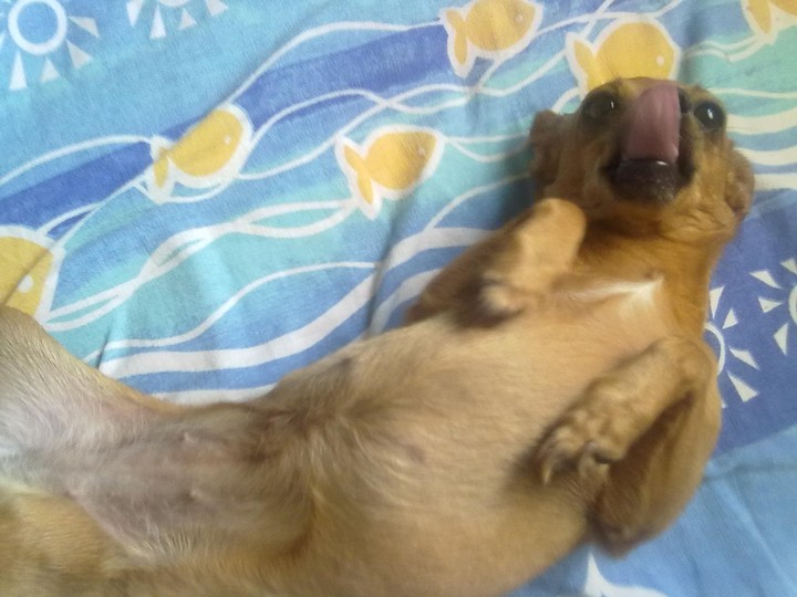 minha cachorrinha amada