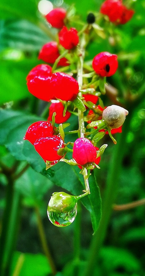 Water drop
