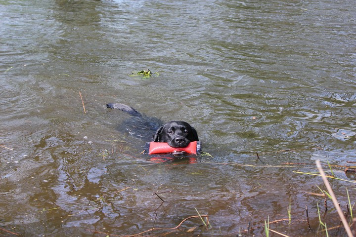 happy dog swims and retrieve