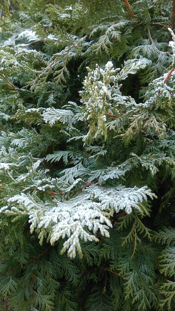 let it snow let it snow ^^