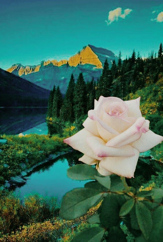 white rose