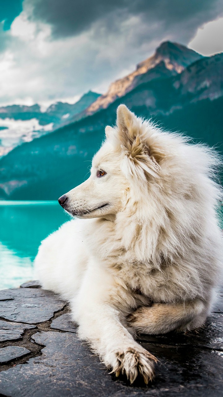 Dog Wallpaper