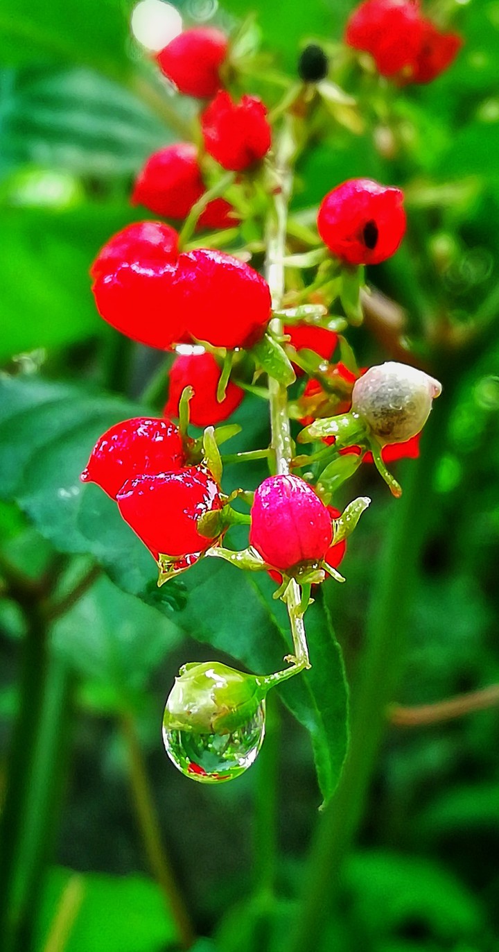 Water drop
