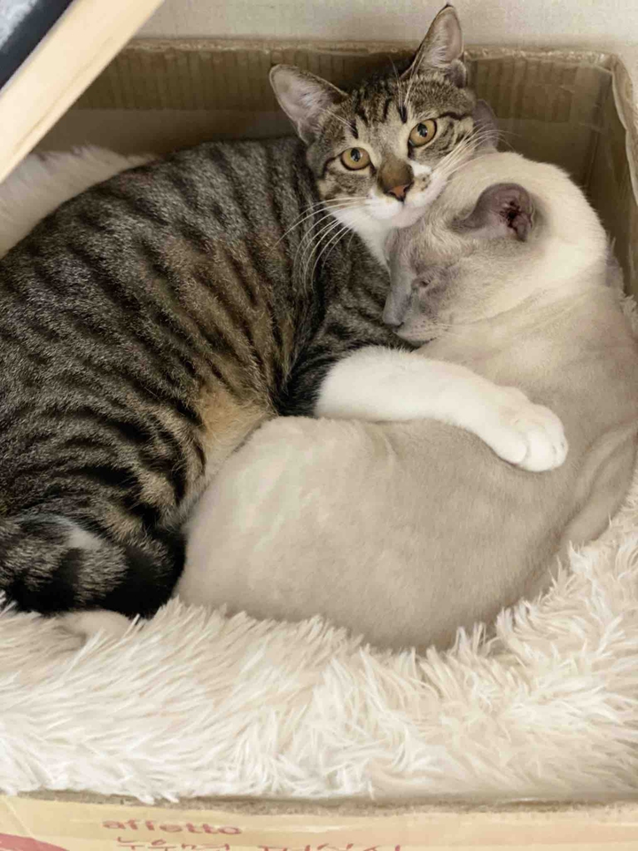 cats