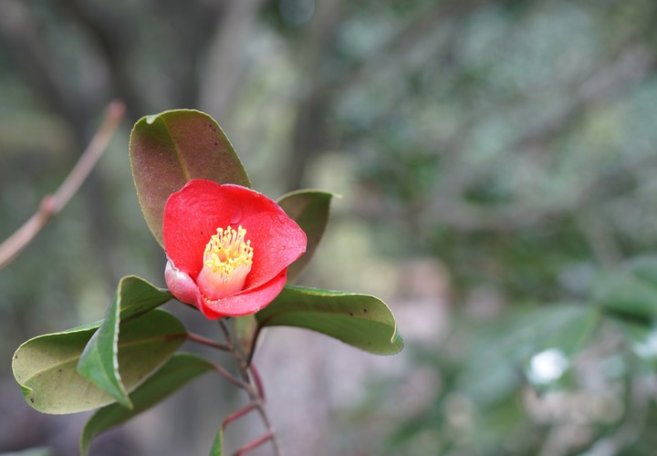 Camellia