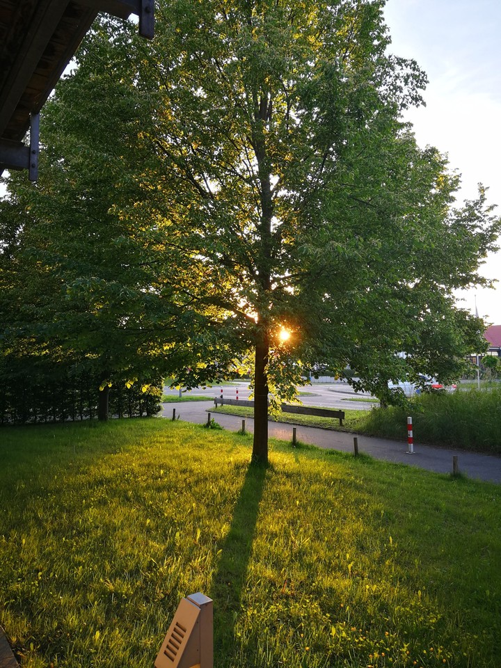 Linde im Sonnenuntergang