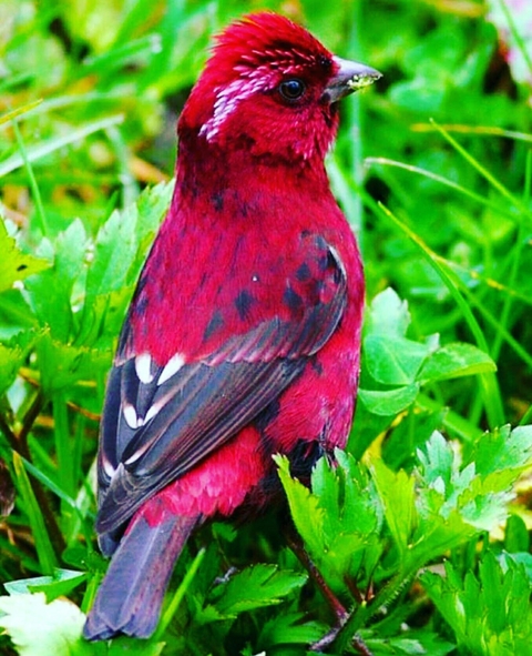 обои vertebrate, cardinal