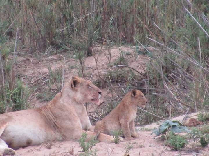 Lions