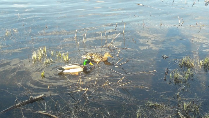 duck