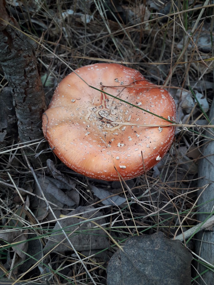fly-agaric poison mushrooms in the fall forest