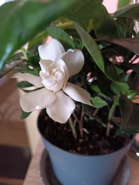flower, houseplant háttérképek